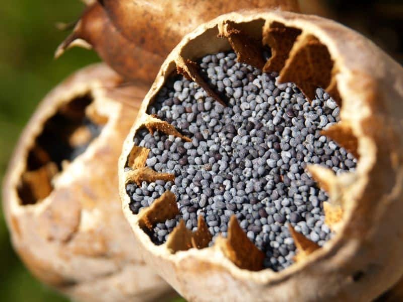 Poppy Seed